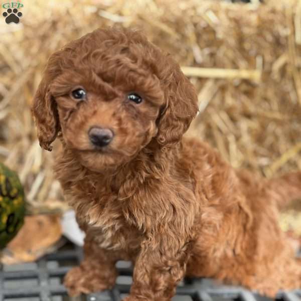Teresa, Mini Goldendoodle Puppy
